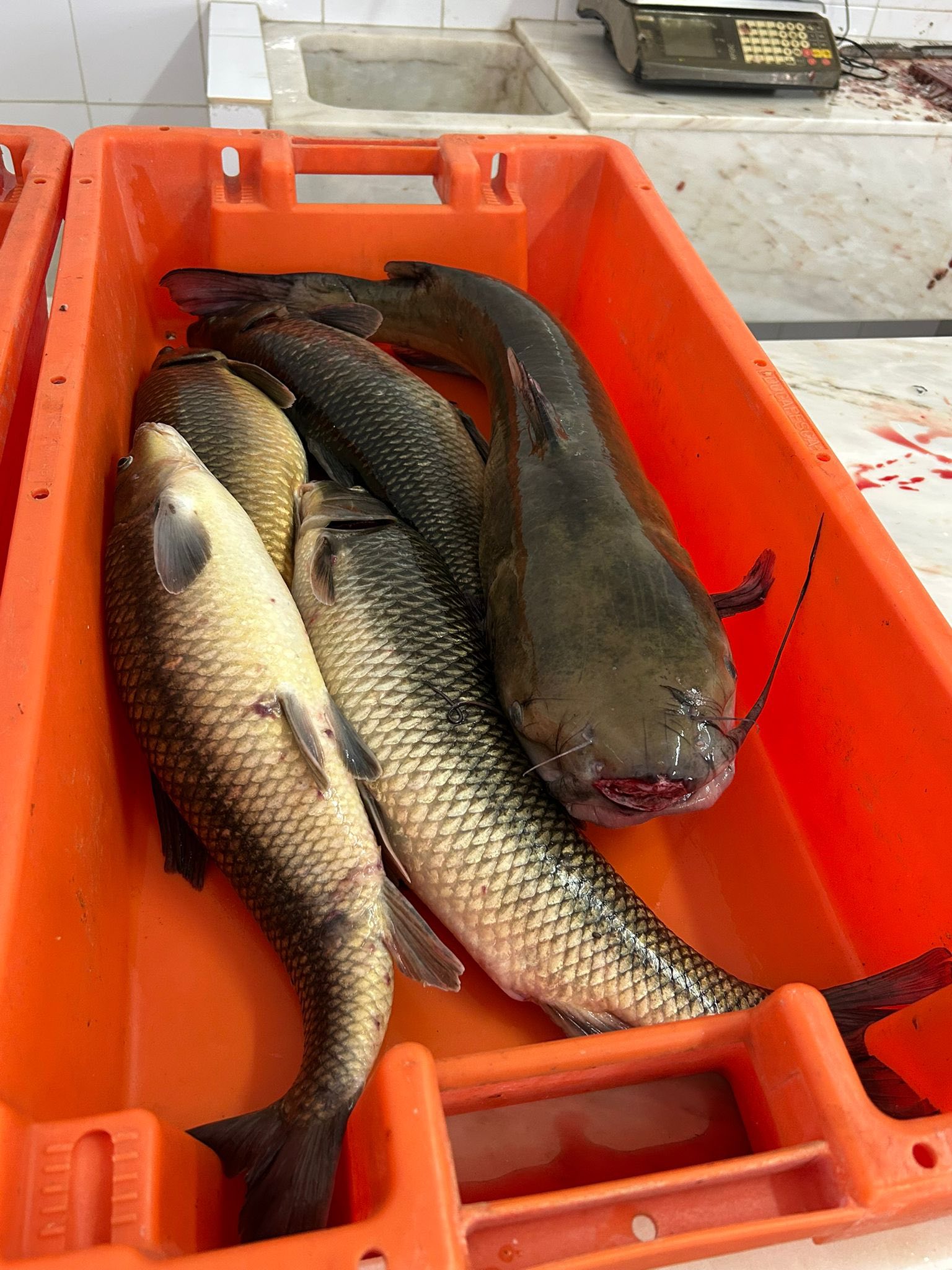 Manhã de Mercado da Vila